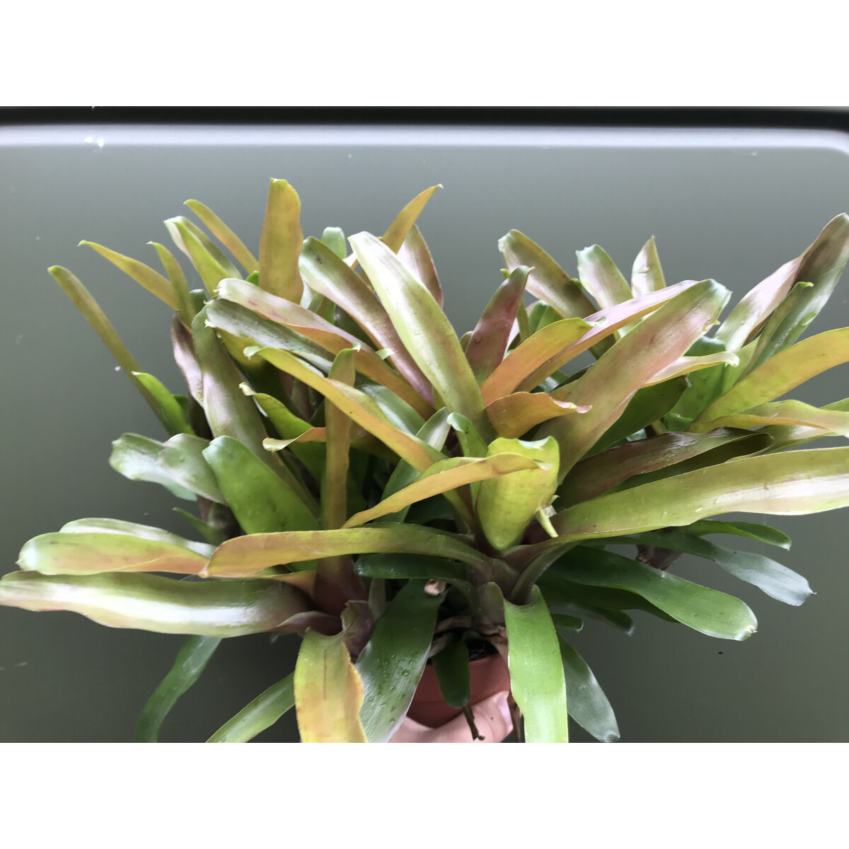 Neoregelia fireball Ampel XL (12cm Topf)