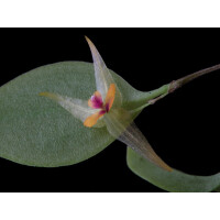 Lepanthes acuminata