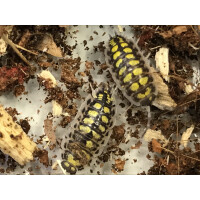 Porcellio haasi high yellow