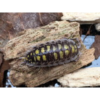 Porcellio haasi high yellow