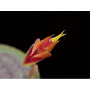 Lepanthes dictydion