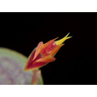 Lepanthes dictydion
