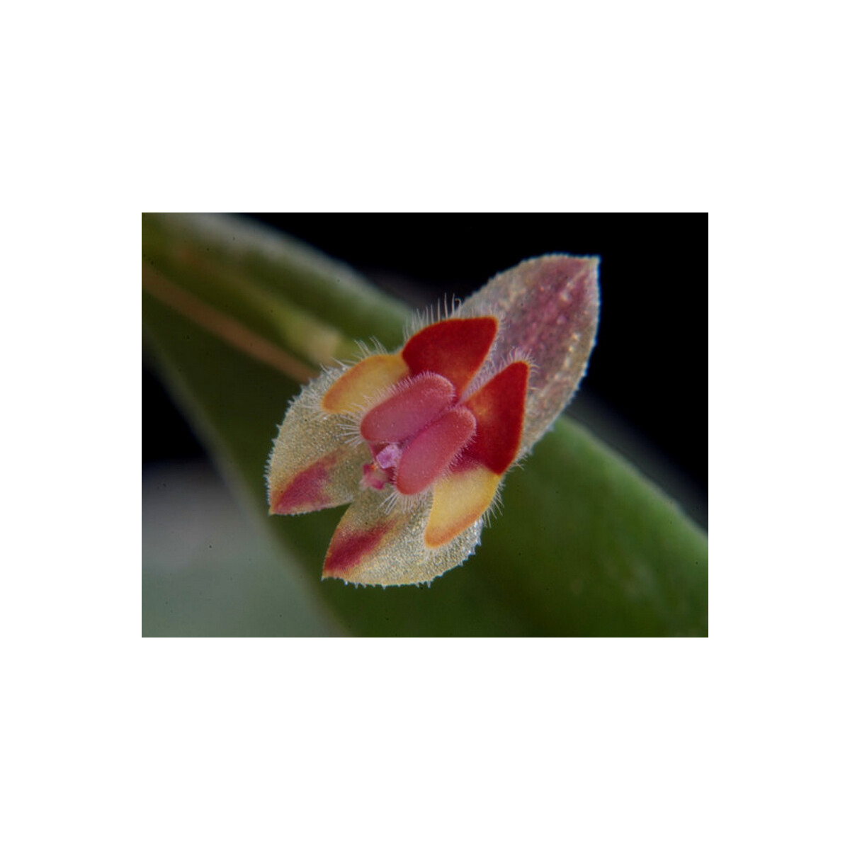 Lepanthes exasperata box