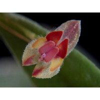 Lepanthes exasperata