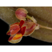 Lepanthes exasperata
