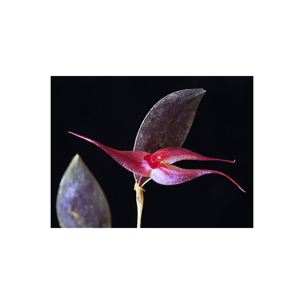 Lepanthes grandiflora