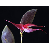 Lepanthes grandiflora