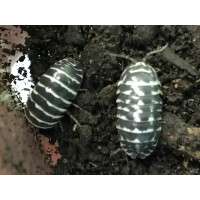 Zebraassel - Armadillidium maculatum