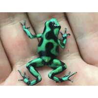 Dendrobates auratus Karibik