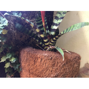 Angebot Eck Xaximtopf zum bepflanzen 19x13x14cm (LxBxH) - ideal für jedes Regenwaldterrarium