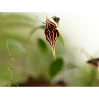 Lepanthes inca