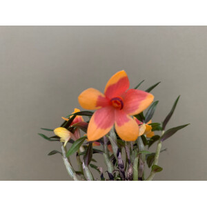 Dendrobium (cuthbertsonii x sulawesiense) Orange x cuthbertsonii