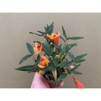 Dendrobium (cuthbertsonii x sulawesiense) Orange x cuthbertsonii