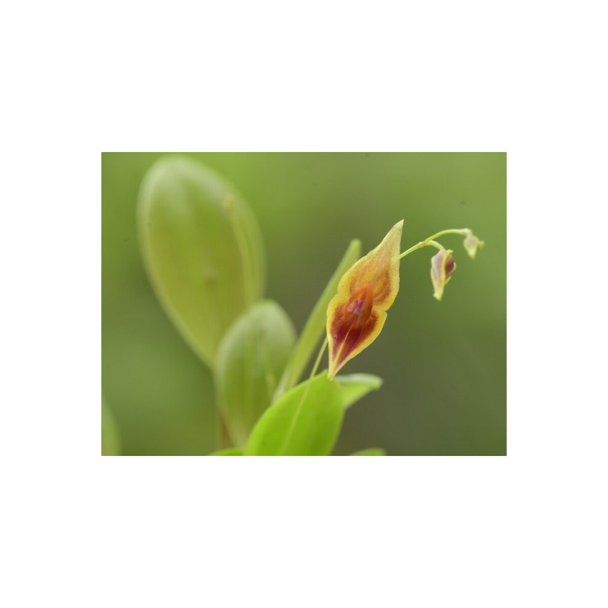 Lepanthes ionoptera x escobariana