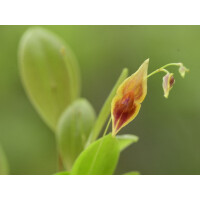 Lepanthes ionoptera x escobariana