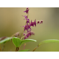 Lepanthopsis astrophora x peniculus