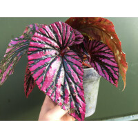 Begonia brevirimosa