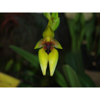 Bulbophyllum carunculatum
