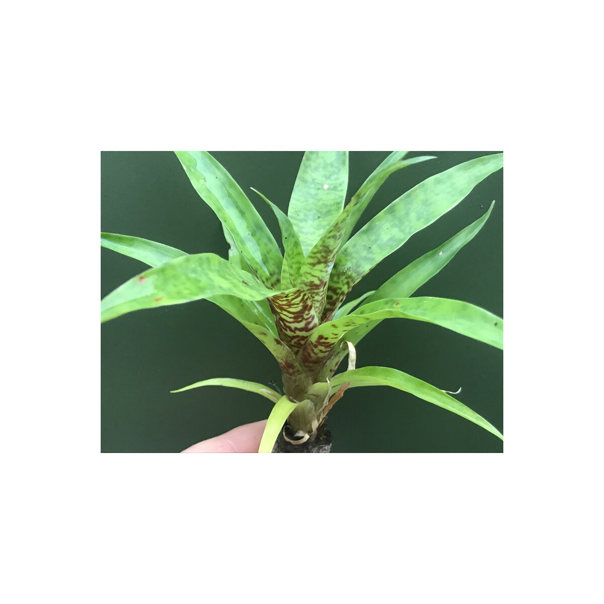 Vriesea green striped klein