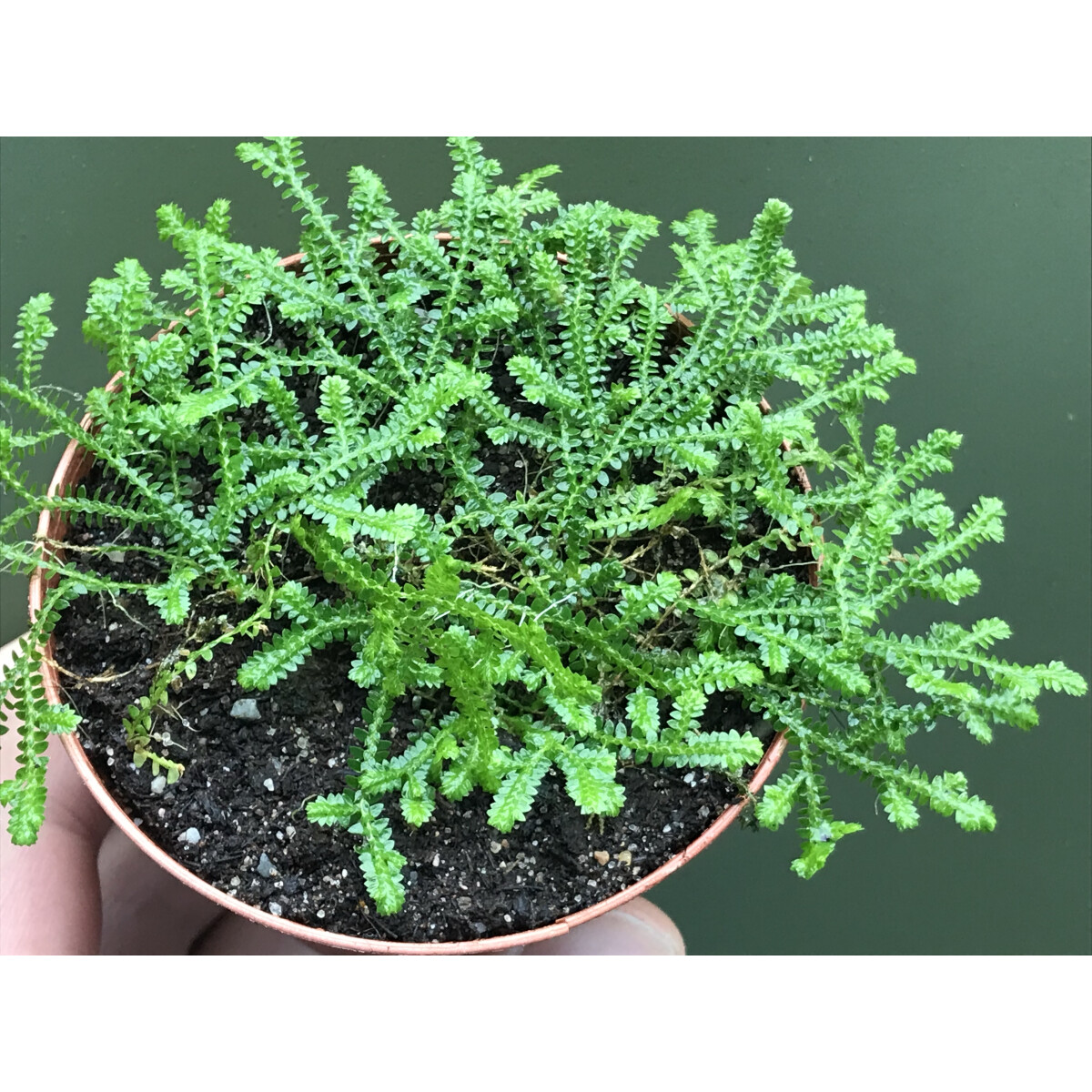Selaginella spec. Kolumbien NEU