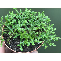 Selaginella spec. Kolumbien NEU