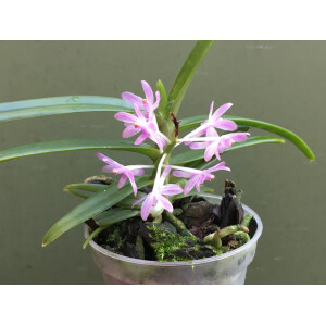 Ascocentrum christensonianum