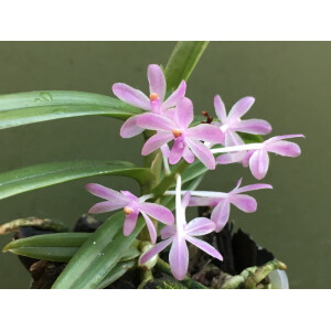 Ascocentrum christensonianum