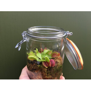 Kleiner Flaschengarten mit Fleischfressender Pflanze