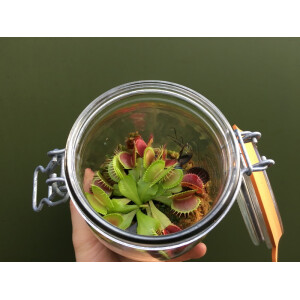 Kleiner Flaschengarten mit Fleischfressender Pflanze