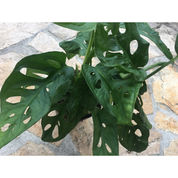 monstera with holes Altman Plants 6 in. Swiss Cheese Monstera Plant, White Decorative House Plant Gift