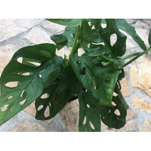 Monstera adansonii XXL