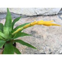 Vriesea yellow