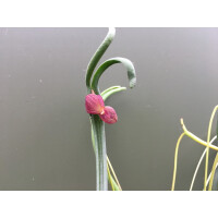 Pleurothallis dilemma