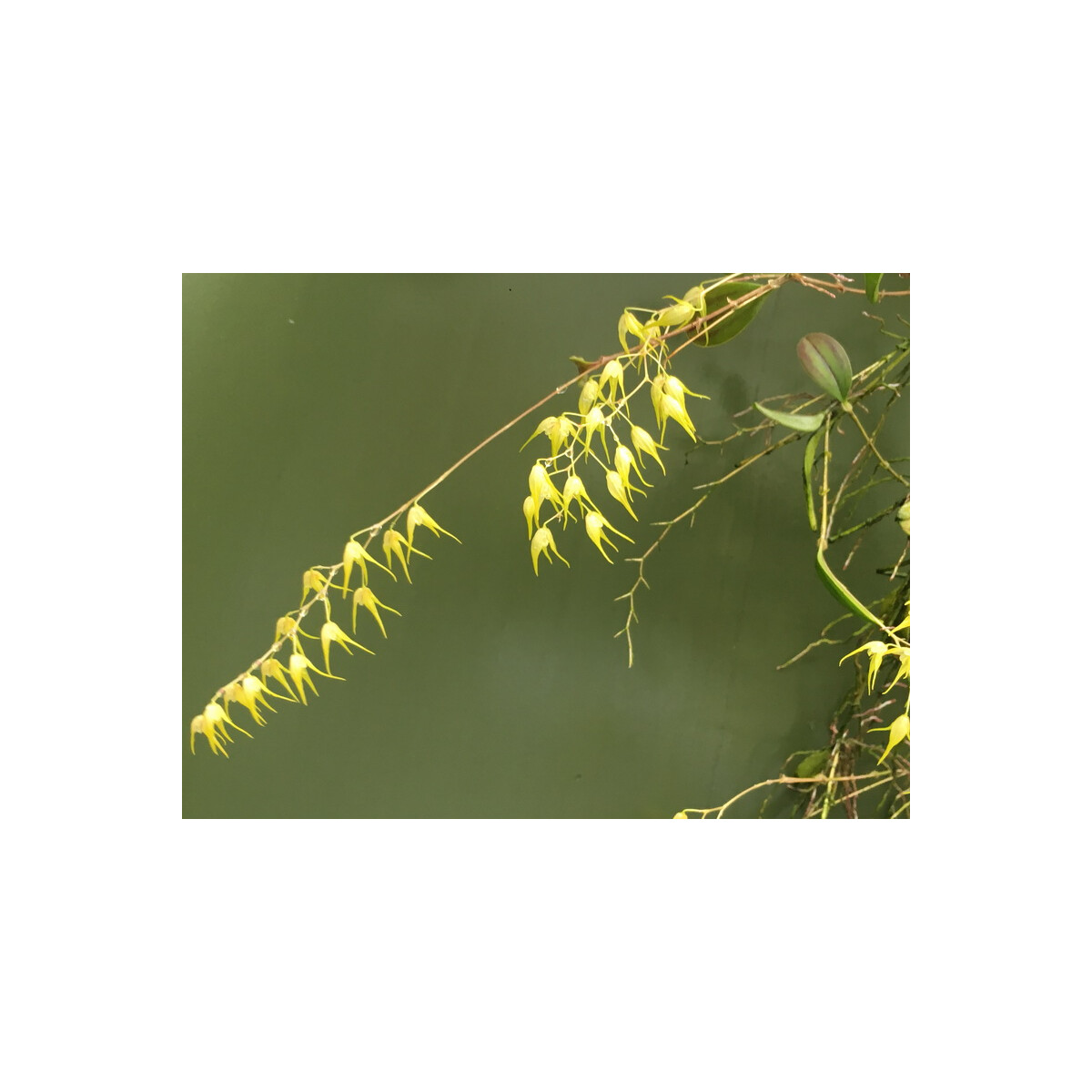 Trichosalpinx dirhampis