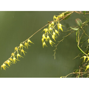 Trichosalpinx dirhampis