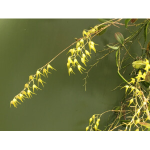 Trichosalpinx dirhampis