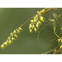 Trichosalpinx dirhampis