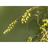 Trichosalpinx dirhampis