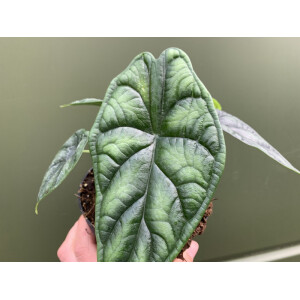 Alocasia baginda Dragon Scale