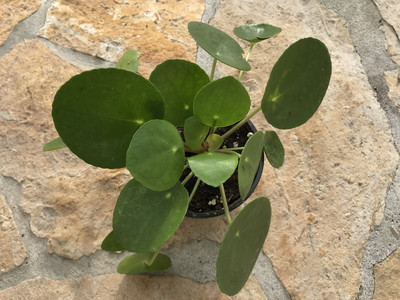 Pilea peperomioides die Ufopflanze kaufen, 4,50