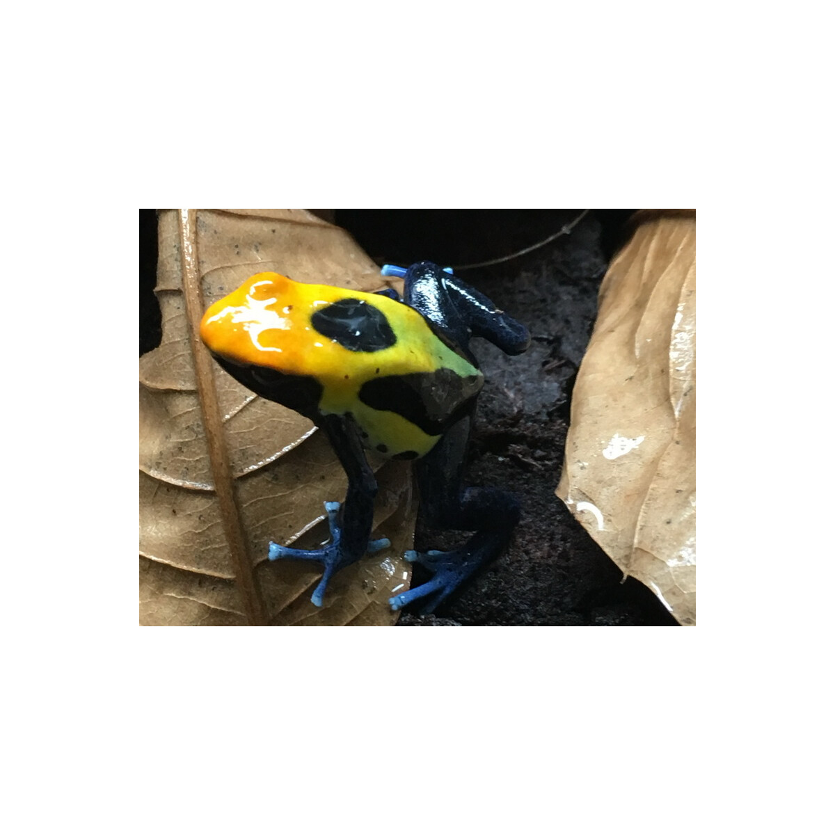 Junges Pärchen Dendrobates tinctorius Brasilianer