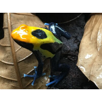Junges Pärchen Dendrobates tinctorius Brasilianer