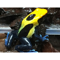 Junges Pärchen Dendrobates tinctorius Brasilianer