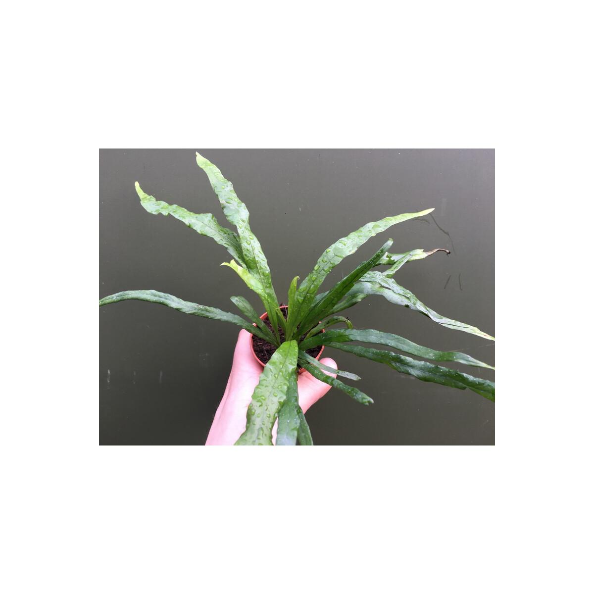 Campyloneurum angustifolium im 5cm Topf