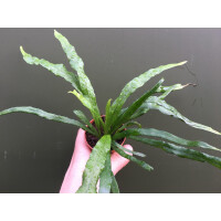Campyloneurum angustifolium im 5cm Topf