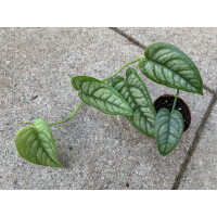 Monstera siltepecana NEW