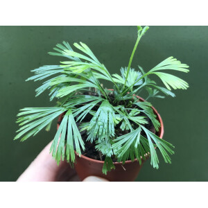 Actiniopteris australis