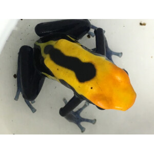 Dendrobates tinctorius Brasilianer high yellow