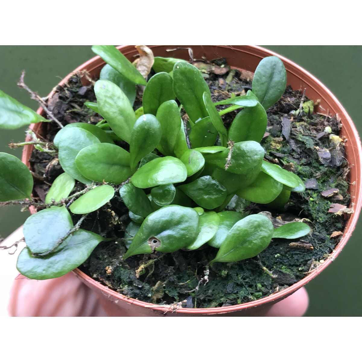 Lemmaphyllum microphyllum