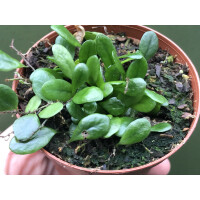 Lemmaphyllum microphyllum